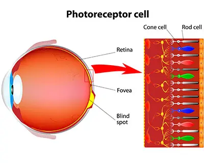 Ilustración de los conos de la retina explicando qué es el daltonismo