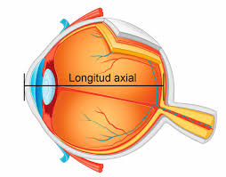 longitud axial