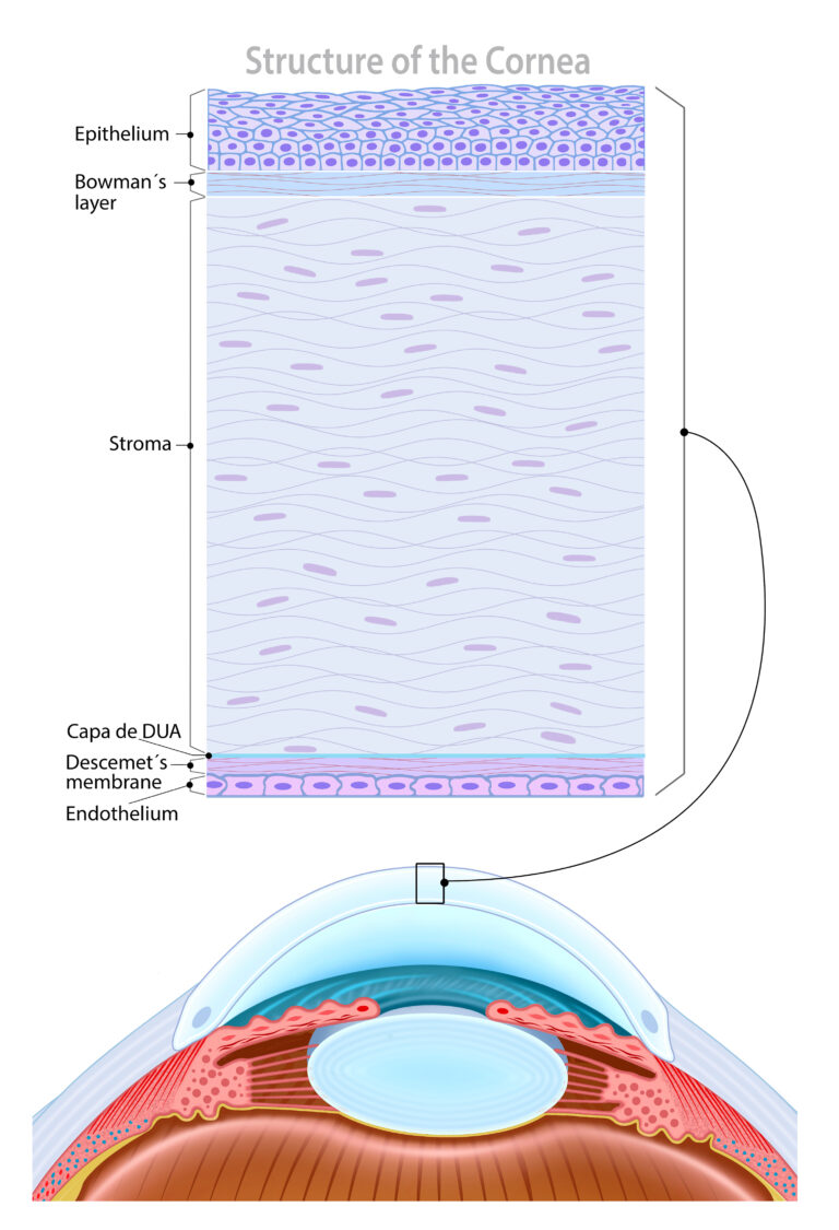 Estructura de la córnea humana mostrando sus capas (epitelio, estroma, membrana de Descemet y endotelio), tejido que los investigadores buscan reparar con biomateriales derivados de escamas de pescado.